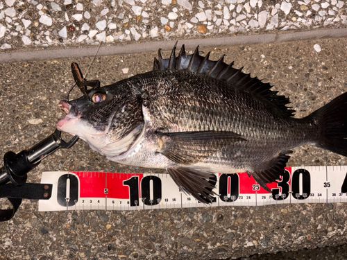 クロダイの釣果