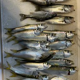 セイゴ（タイリクスズキ）