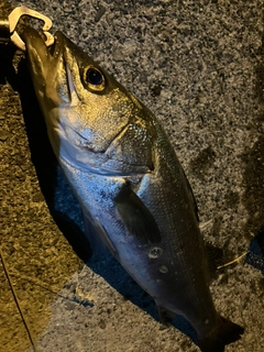 スズキの釣果