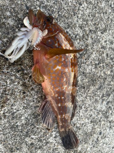 キジハタの釣果