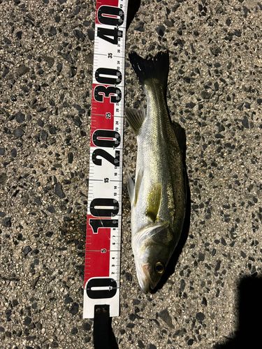 セイゴ（マルスズキ）の釣果