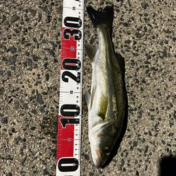 セイゴ（マルスズキ）