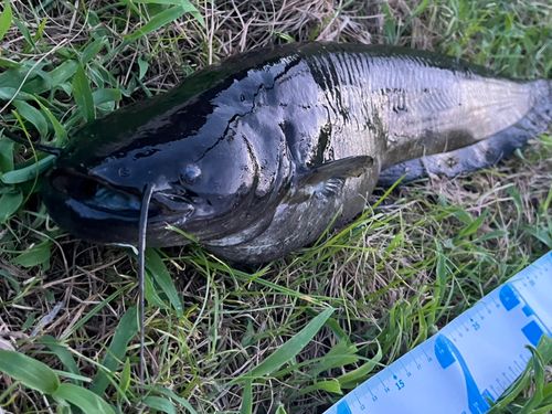 ナマズの釣果