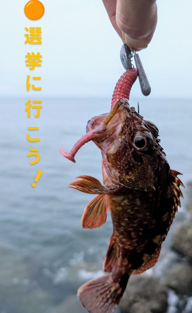 キジハタ