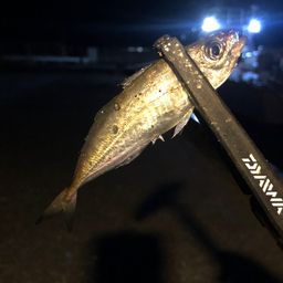 アジ