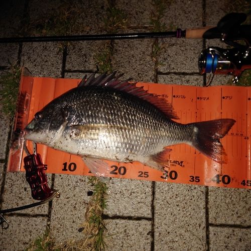 キビレの釣果