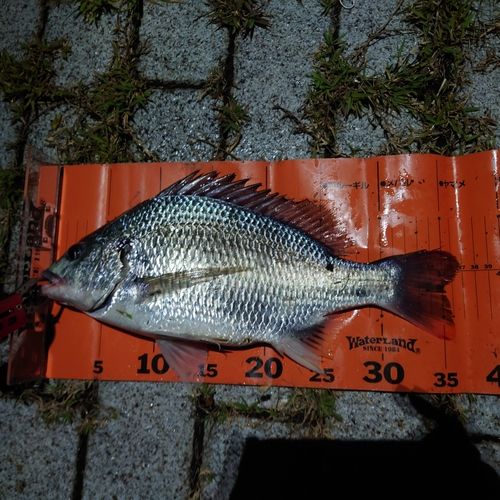 キビレの釣果