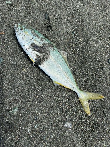 ワカシの釣果