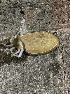 モンゴウイカの釣果