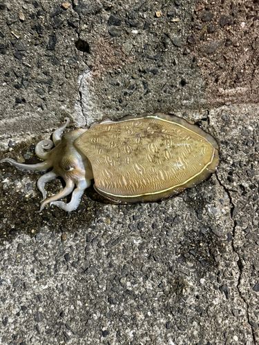 モンゴウイカの釣果