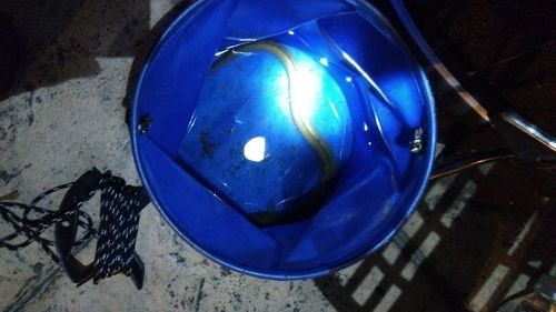 ウナギの釣果