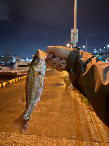 フッコ（マルスズキ）の釣果