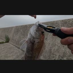 マダイ