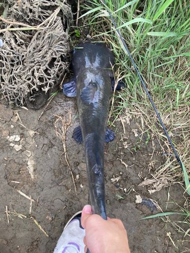 アメリカナマズの釣果