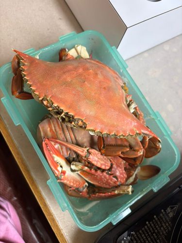 ワタリガニの釣果