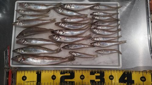 シロギスの釣果