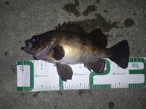 メバルの釣果