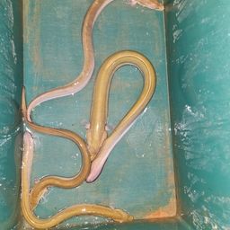 ウナギ
