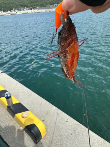 オニカサゴの釣果