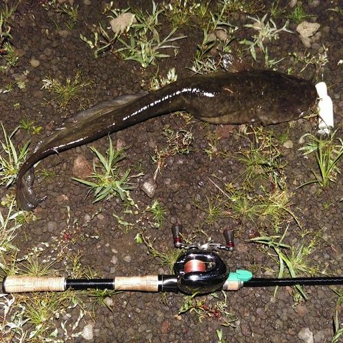 ナマズの釣果