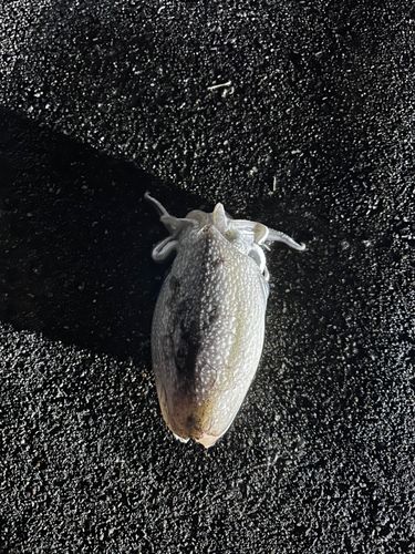 シリヤケイカの釣果