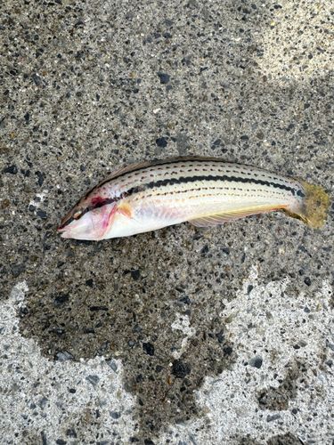 ベラの釣果