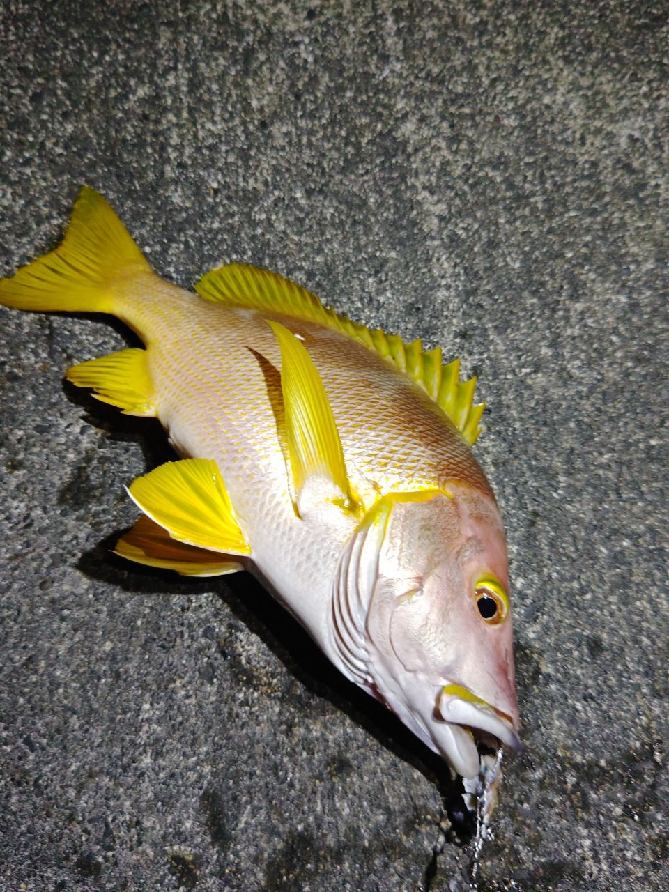 SHIMANO 20ルナミス S100MHの最安値・インプレ・釣果 | 本音の