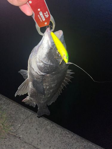 クロダイの釣果