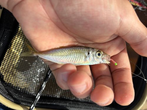 マアジの釣果