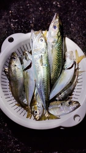 サバの釣果
