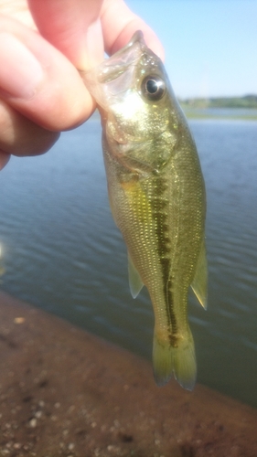 ラージマウスバスの釣果