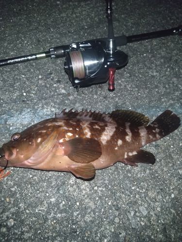 アコウの釣果