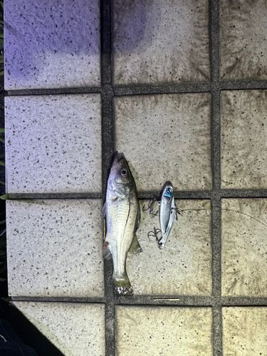 スズキの釣果