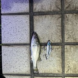 スズキ