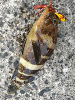 アオハタの釣果