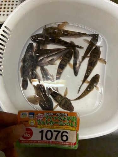 ウロハゼの釣果