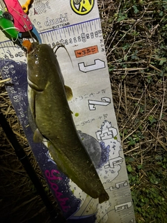 マナマズの釣果