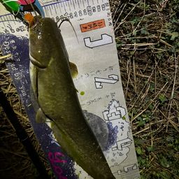 マナマズ