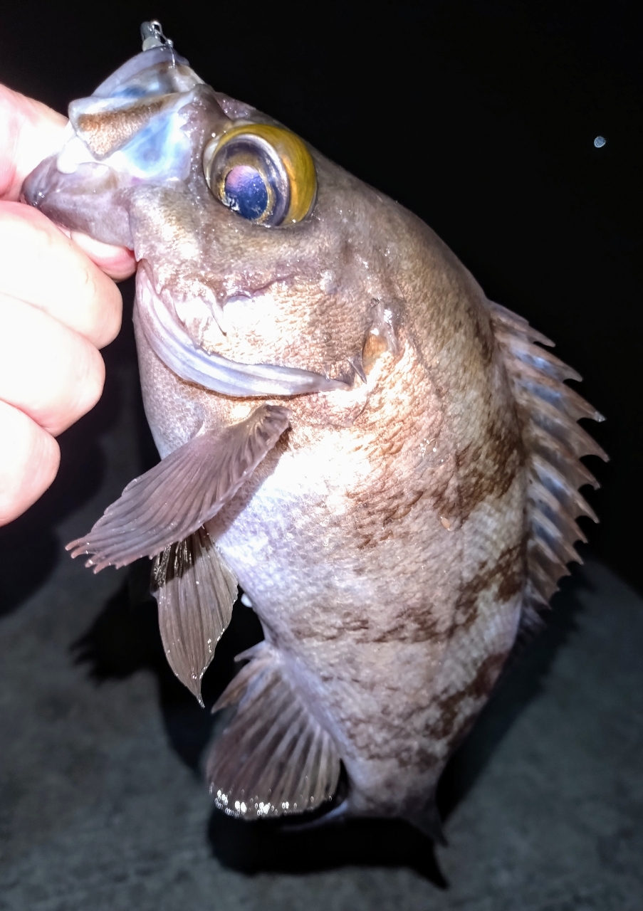 AbuGarcia ソルティーステージ プロトタイプ アジング XAJS