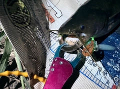 マナマズの釣果