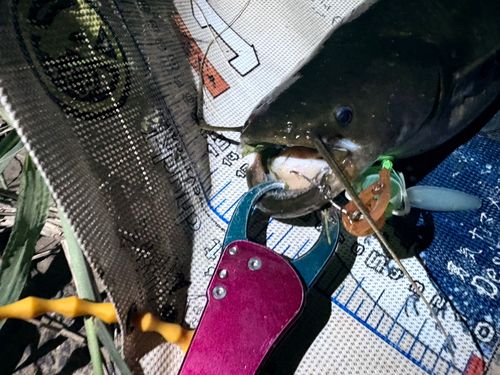 マナマズの釣果