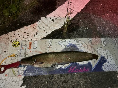 マナマズの釣果