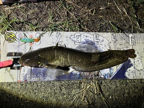 マナマズの釣果