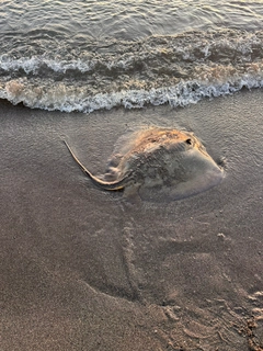 エイの釣果