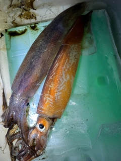 ムギイカの釣果