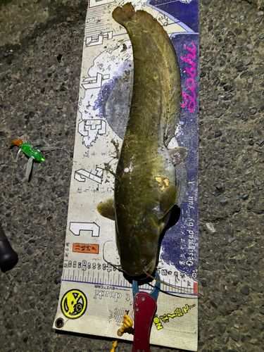 マナマズの釣果