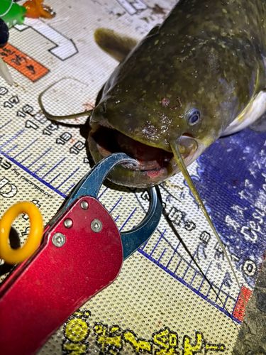 マナマズの釣果