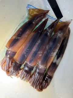 ムギイカの釣果