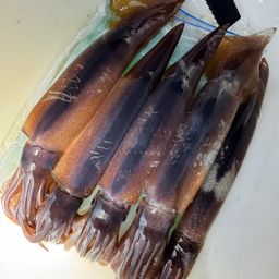 ムギイカ