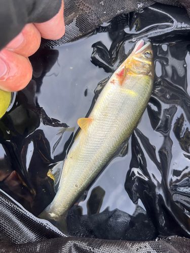 アユの釣果